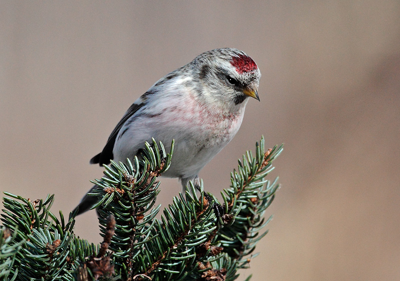 Hoary-Redpoll2.jpg
