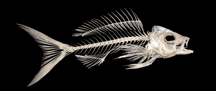 yellowtail-snapper-skeleton.jpg