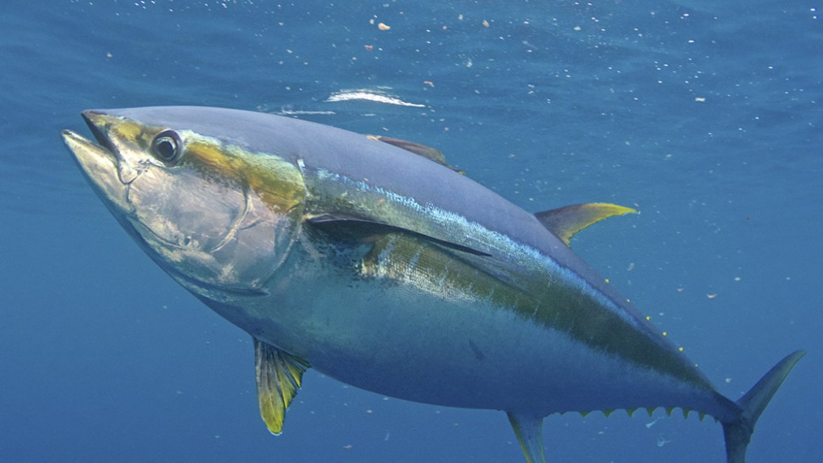 yellowfin-tuna.jpg