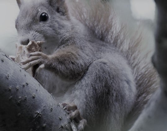 squirrel_eating_a_pretzel.jpg