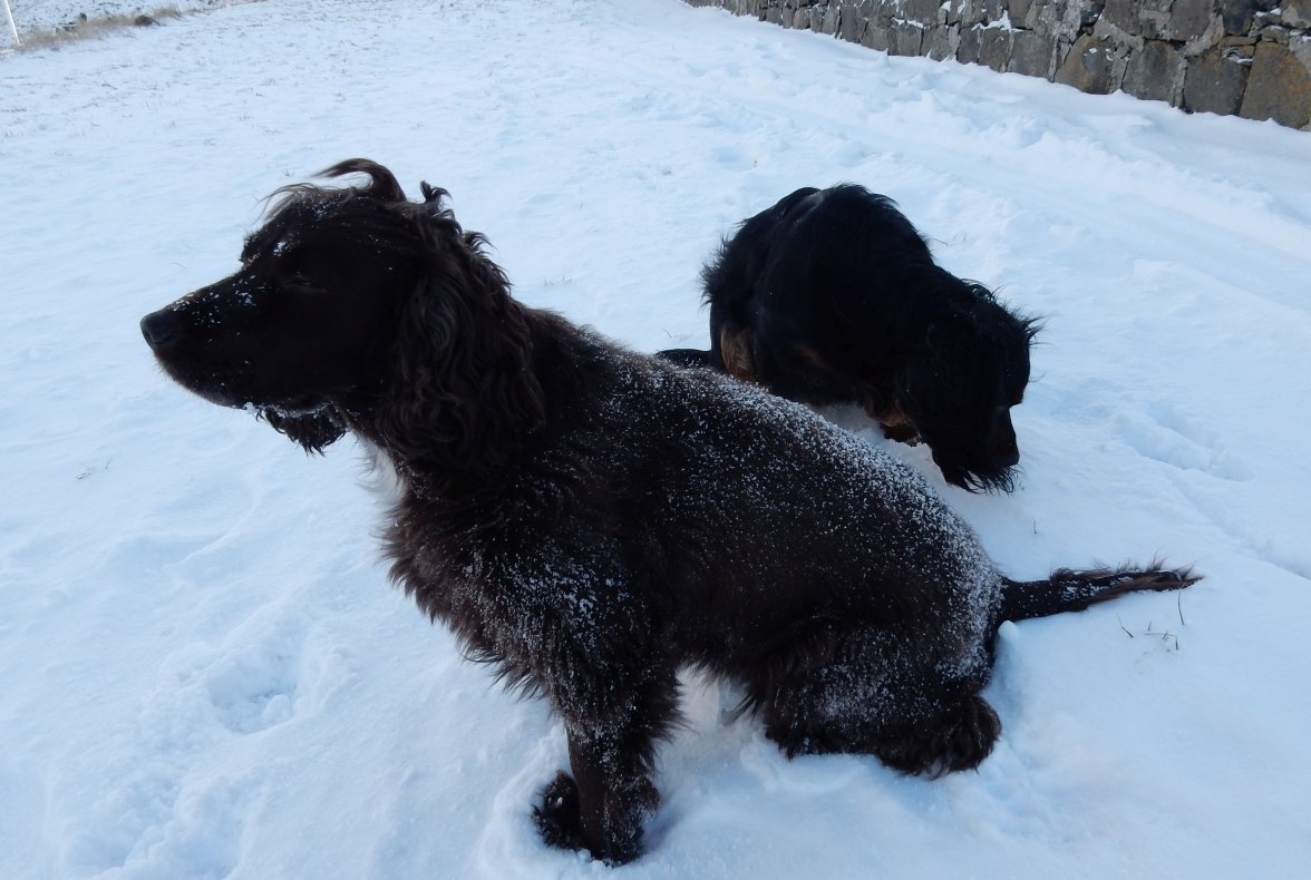 ISA ICE 010318 A.jpg