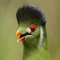 white-cheeked-turaco-tauraco-leucotis.jpg