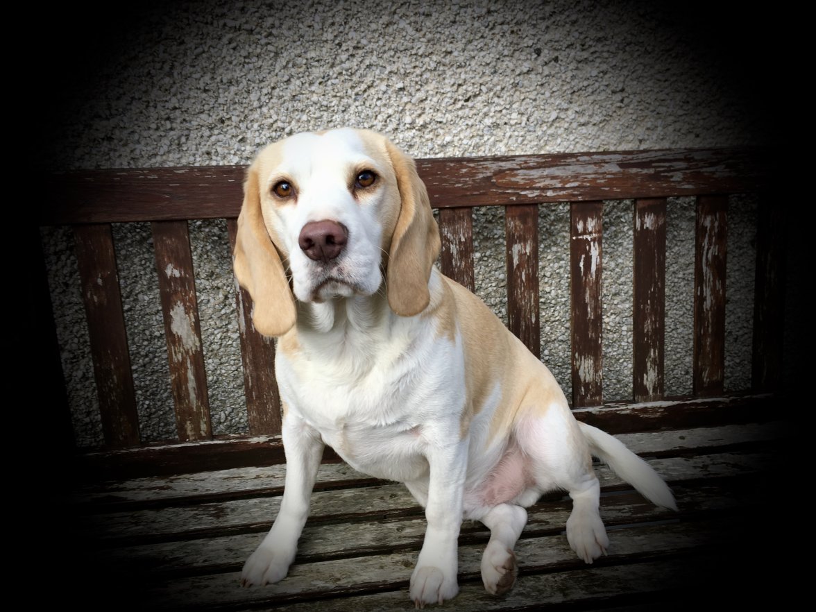 fullsizeoutput_9f61.jpeg fullsizeoutput_9f61.jpeg