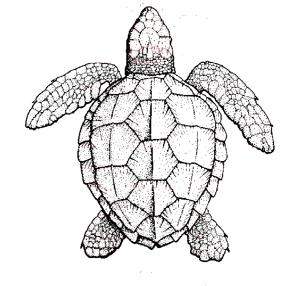 loggerhead-drawing.gif