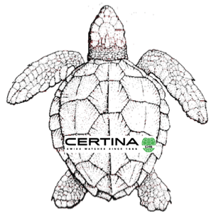 CertinaTurtle.png