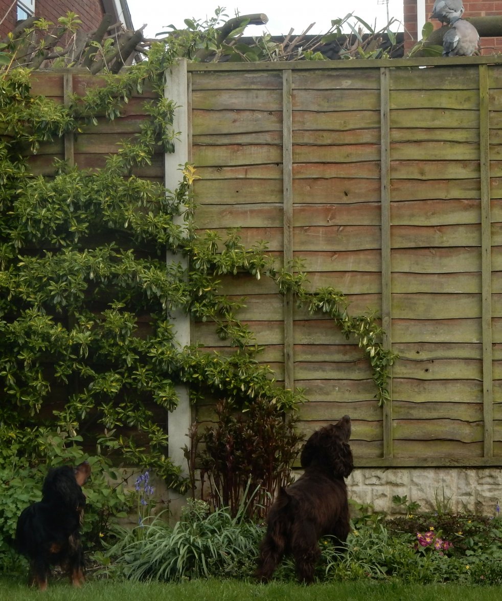 isa kash woodies.jpg