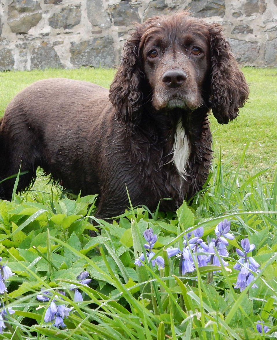 ISA BLUEBELLS 1  130518.jpg