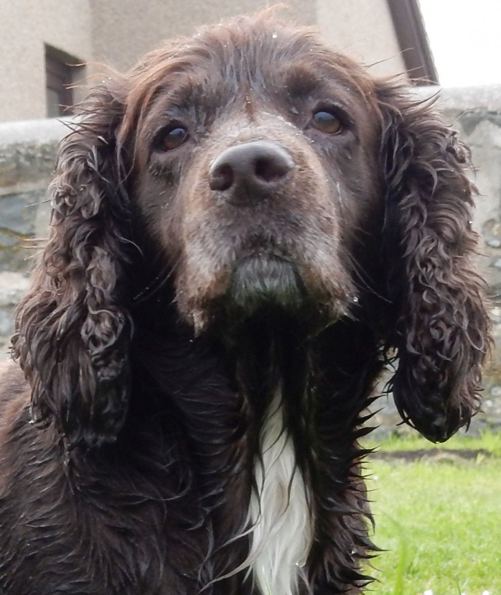 ISA BLUEBELLS 2 130518.jpg