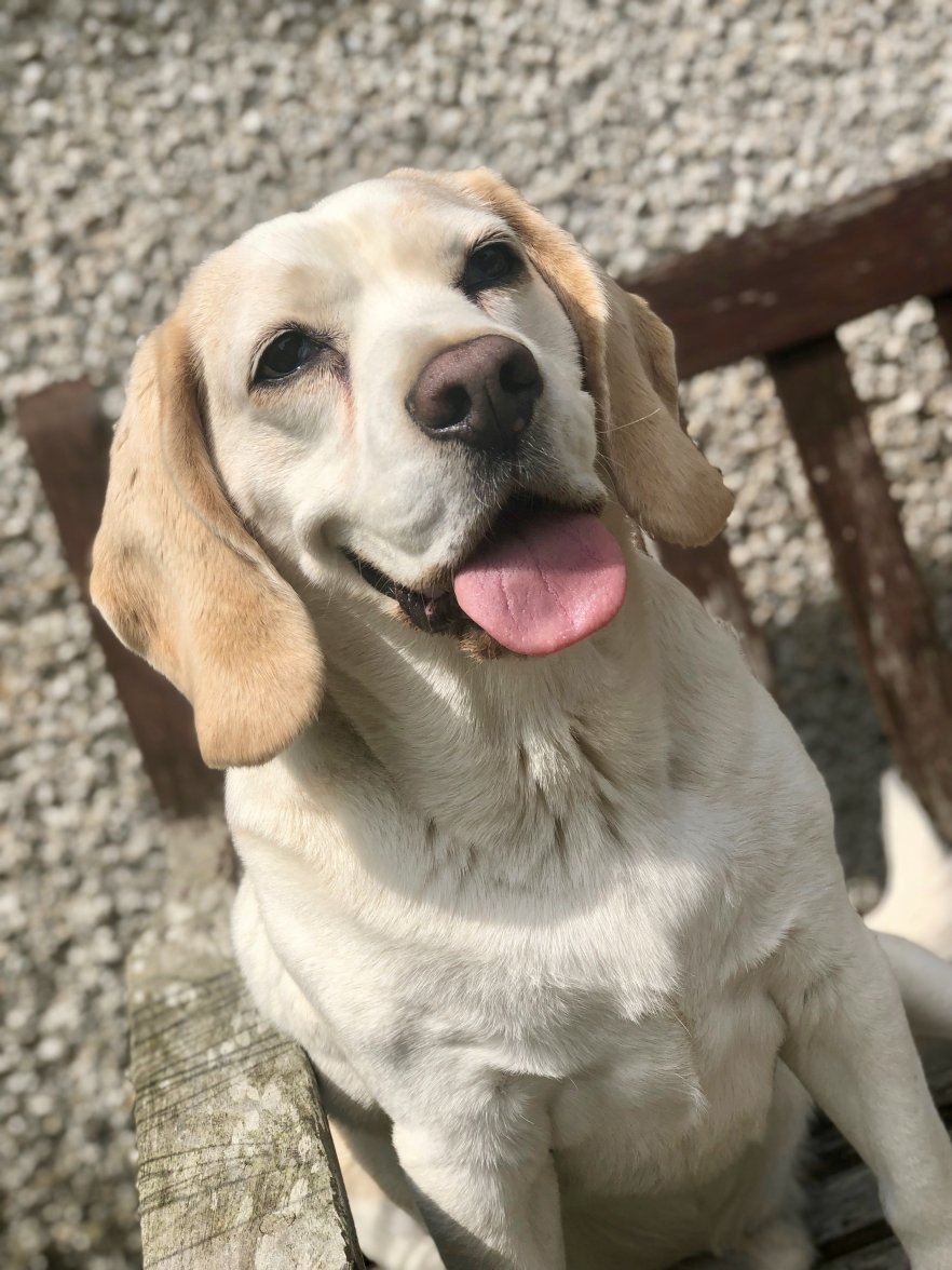 fullsizeoutput_a857.jpeg fullsizeoutput_a857.jpeg