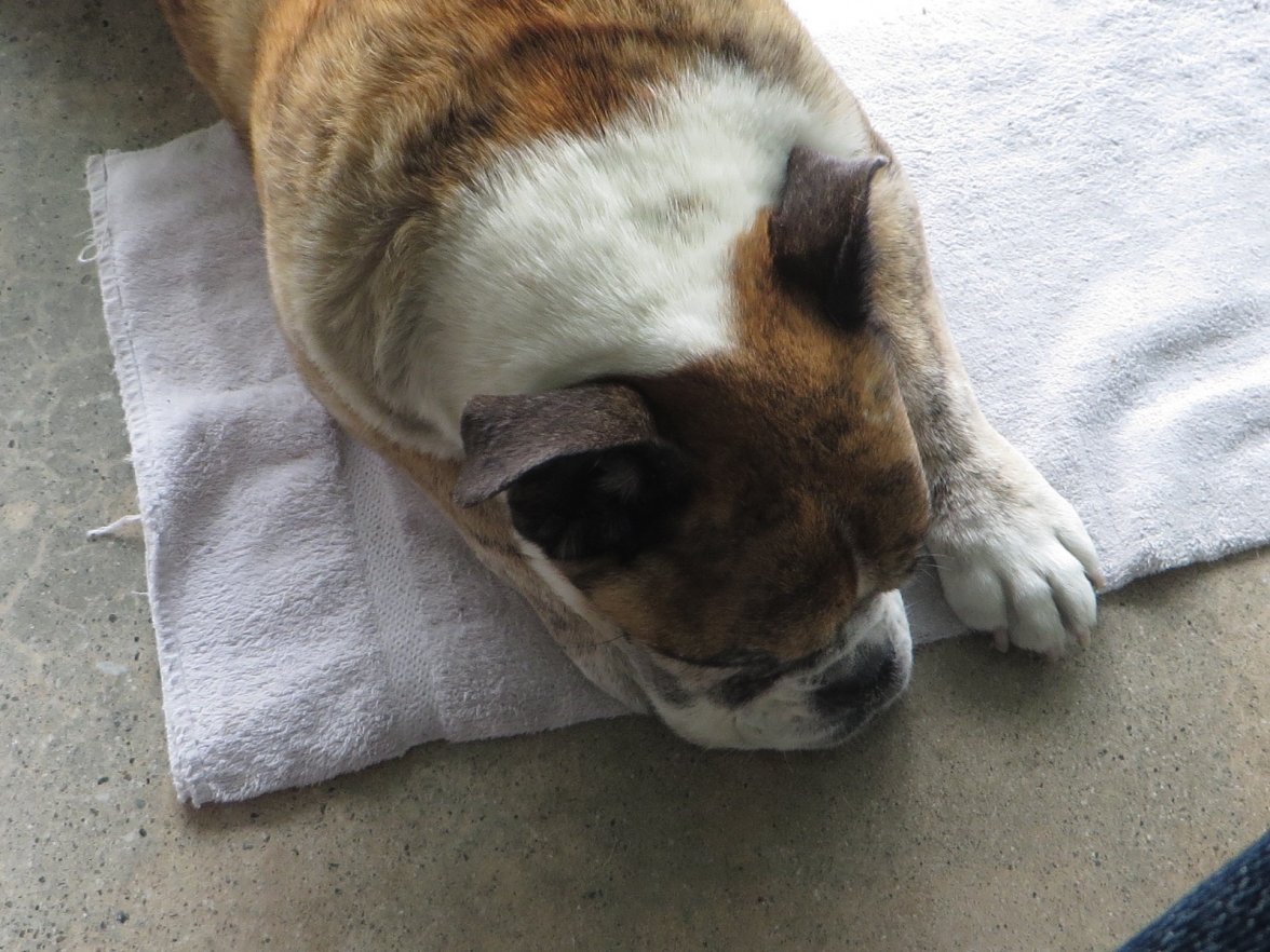 IMG_2260.jpg IMG_2260.jpg