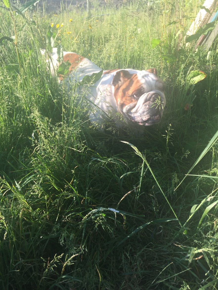 F18791F2-0844-406B-8169-7816DC8CF481.jpeg F18791F2-0844-406B-8169-7816DC8CF481.jpeg