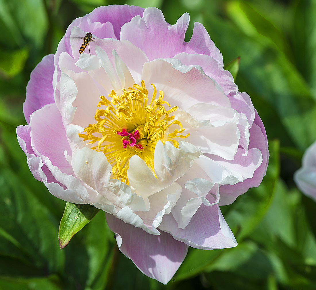 Peony.jpg
