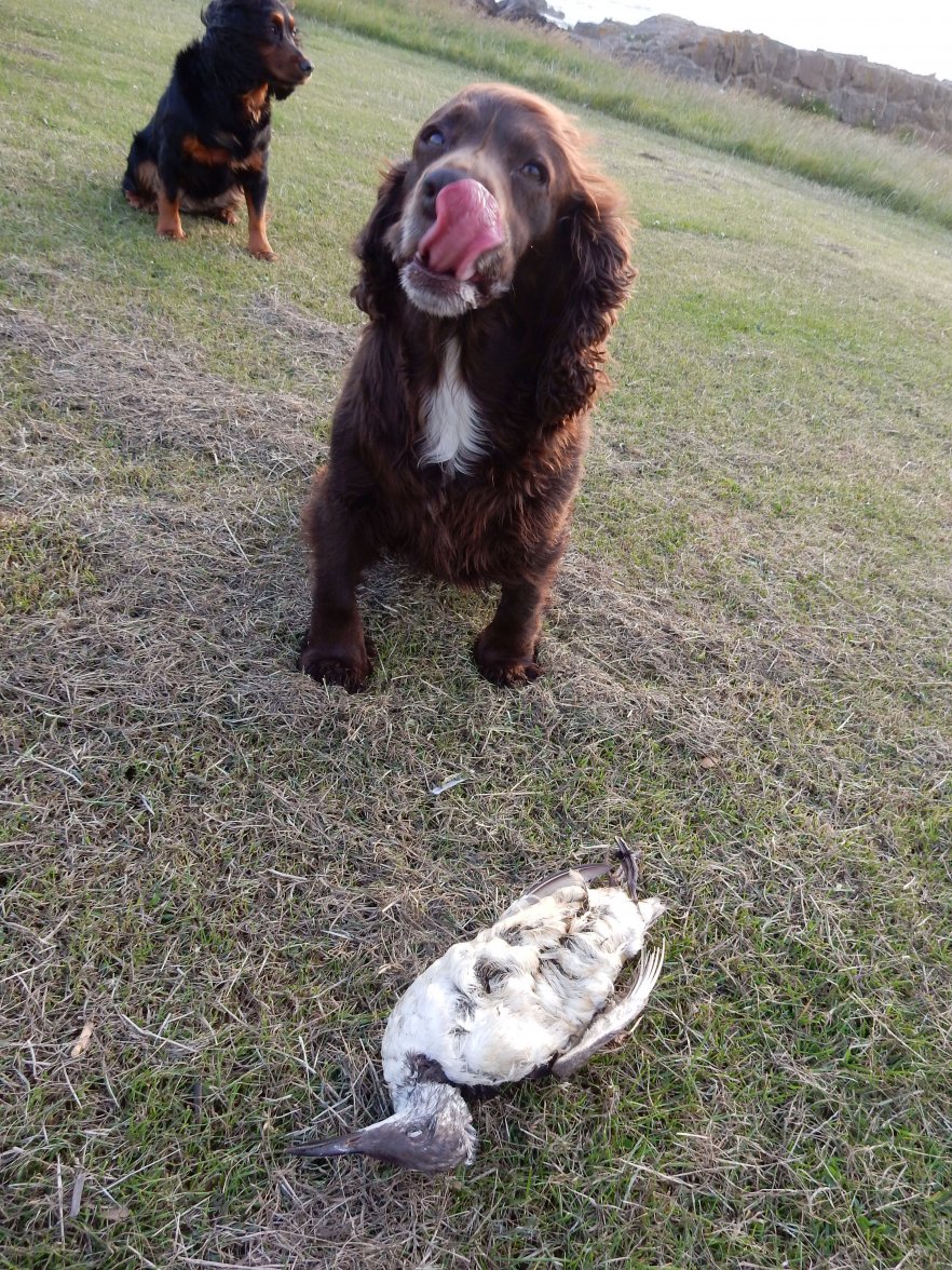 ANOTHER LONG DEAD BIRD 1.jpg