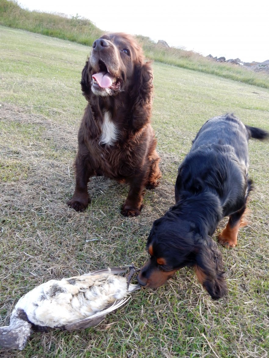 ANOTHER LONG DEAD BIRD 2.jpg