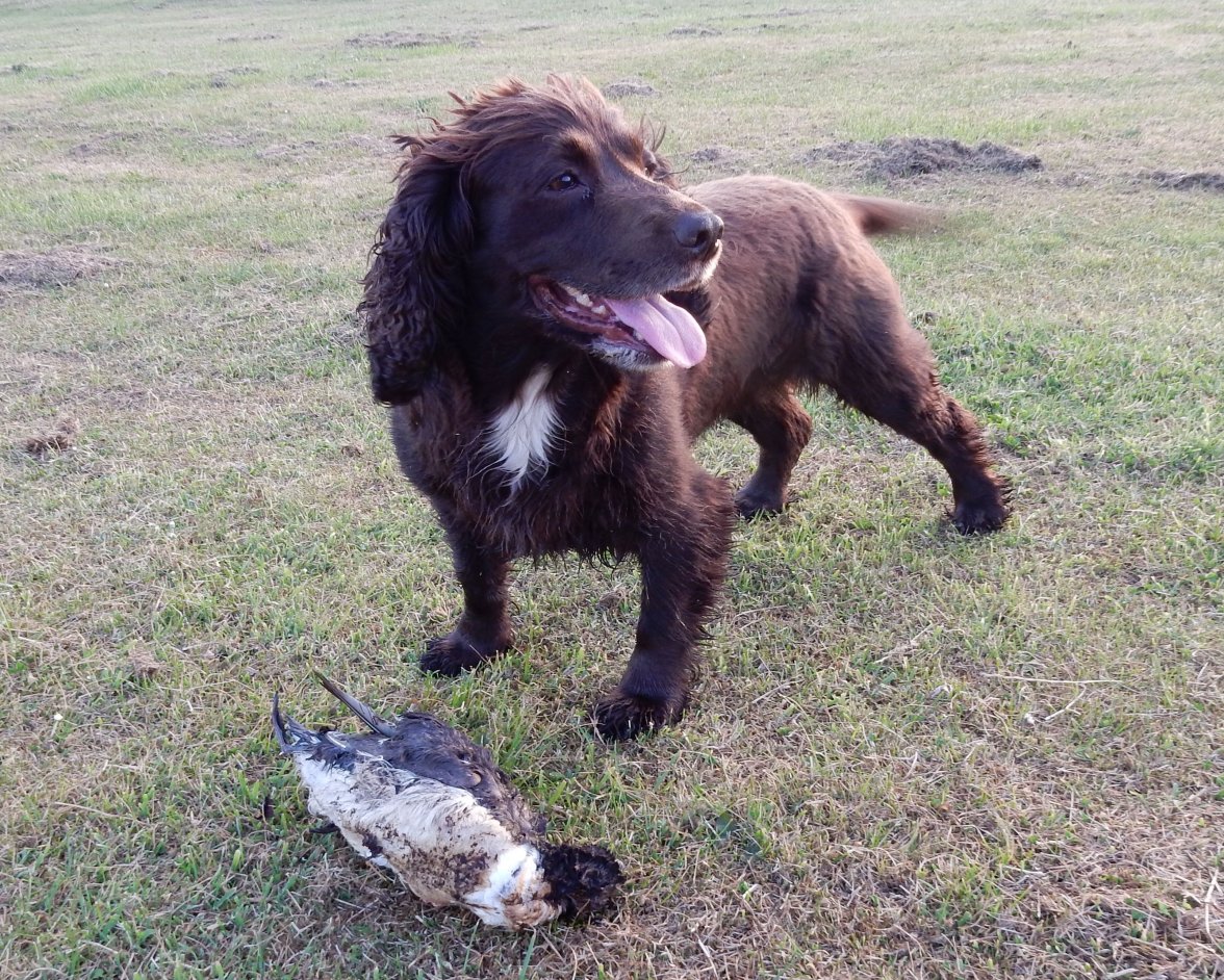 ISA LONG DEAD SHAG 1.jpg