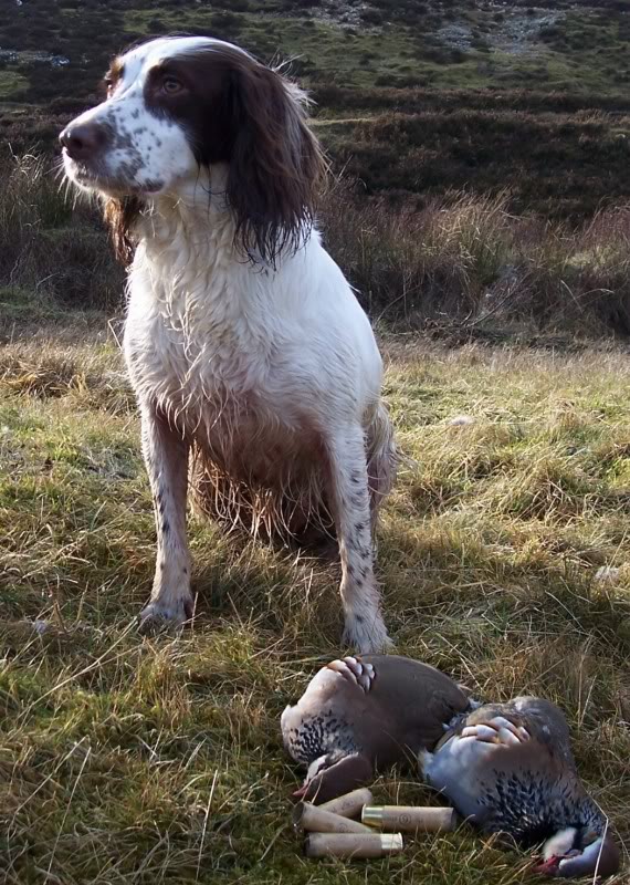 MISTY PARTRIDGES 1.jpg