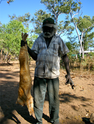 feral-cats-arnhem-land.jpg