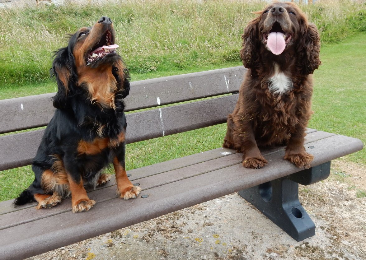 BENCHMARK DOGS 1.jpg