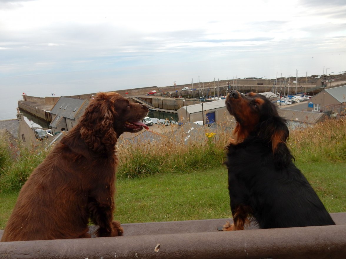 BENCHMARK DOGS 9.jpg