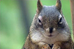 evil-squirel.jpg