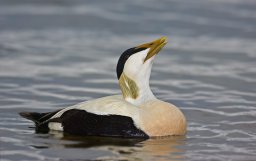 Eider2.jpg