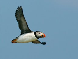 Puffinfly4.jpg