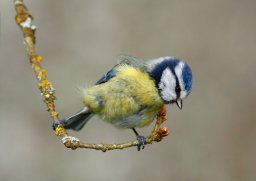 Bluetit2.jpg