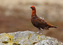 Red-Grouse2.jpg