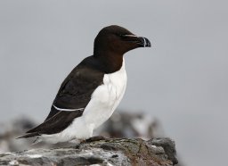 Razorbill1.jpg