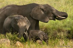 ElephandAndBabies.jpg