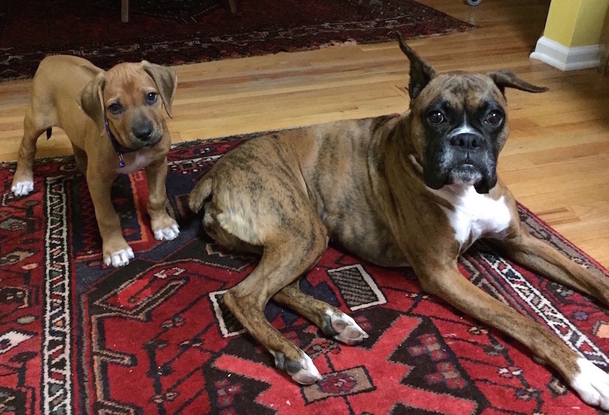 opus(puppy)&zelda copy.jpg