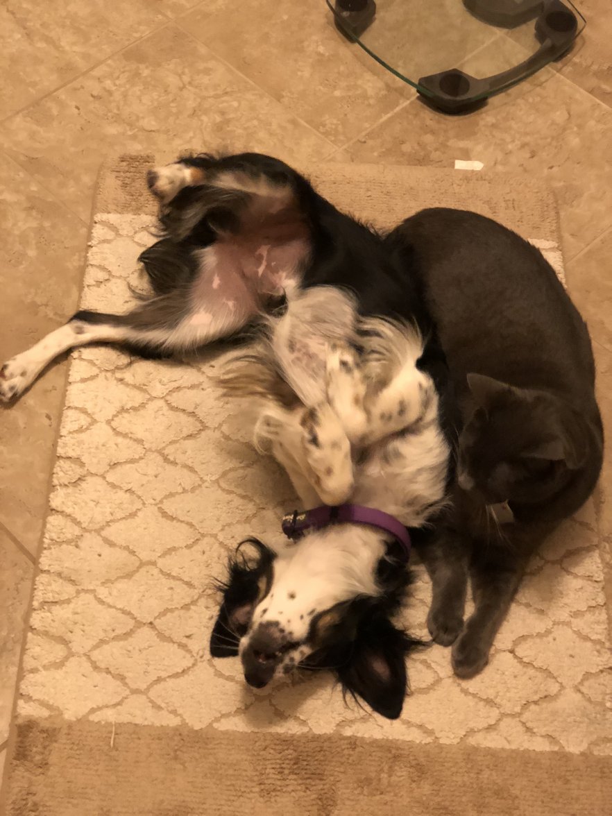 5F1F2270-B2A6-42BD-889F-3E0C555F5BE8.jpeg 5F1F2270-B2A6-42BD-889F-3E0C555F5BE8.jpeg