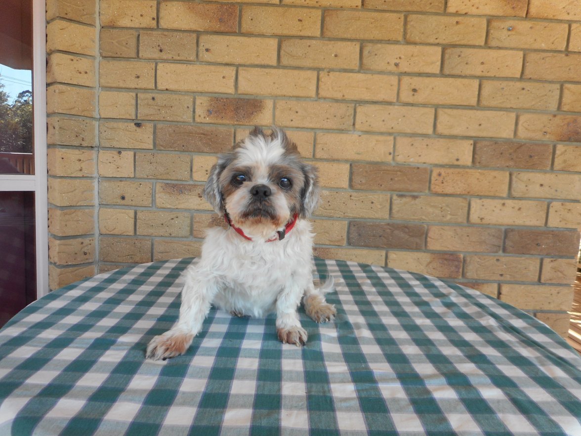 Beenie - Carole Phillips.JPG Beenie - Carole Phillips.JPG