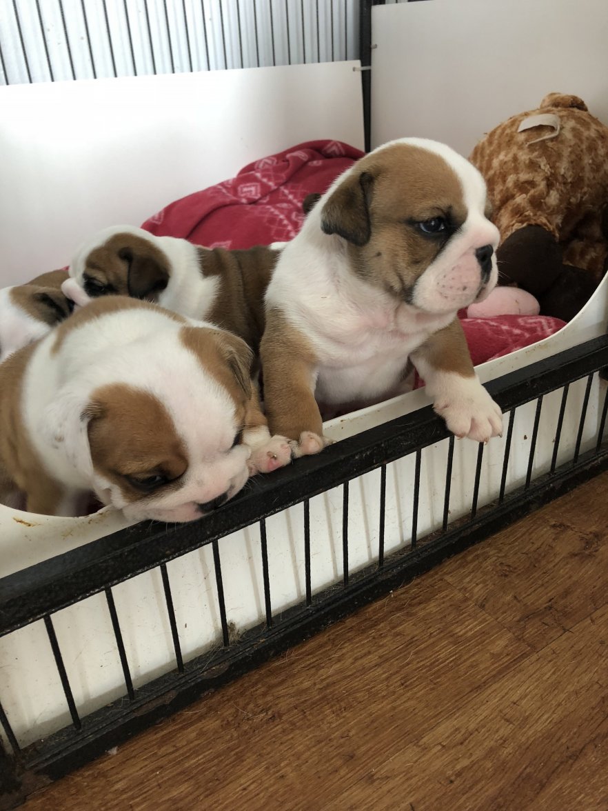 90912A7B-36C3-4989-A67E-CB7A56CA36FB.jpeg 90912A7B-36C3-4989-A67E-CB7A56CA36FB.jpeg