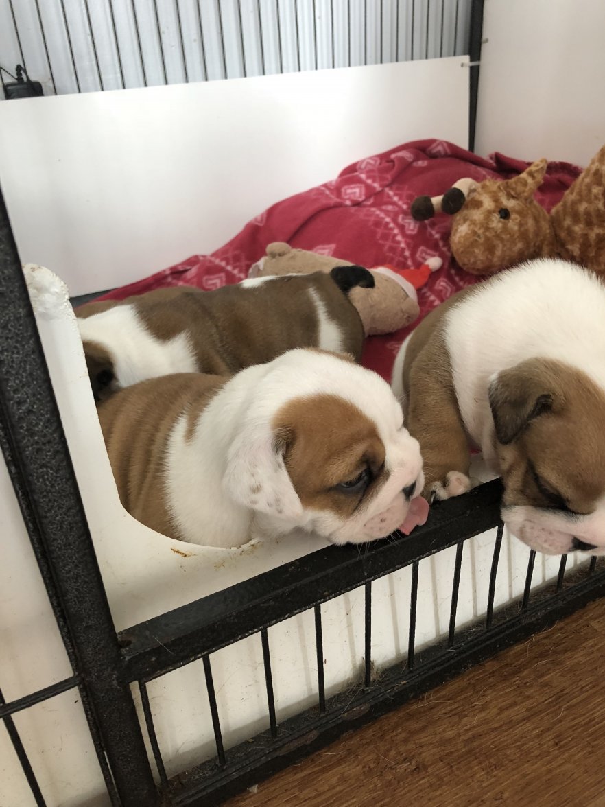 E793071A-9C86-4637-9A00-B3A5E9790E76.jpeg E793071A-9C86-4637-9A00-B3A5E9790E76.jpeg