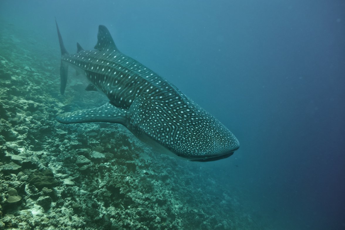 tauch3.jpg tauch3.jpg