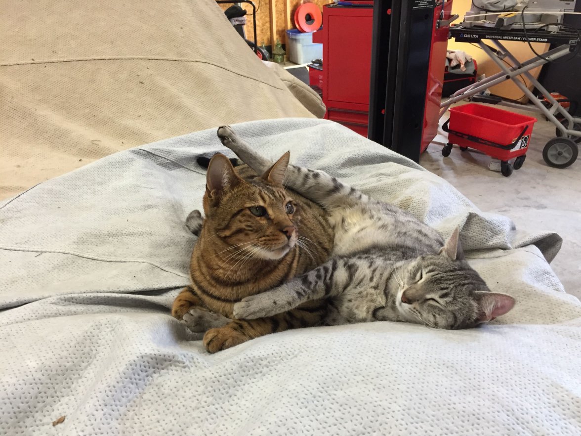 Loki & Mika on Vette.jpg