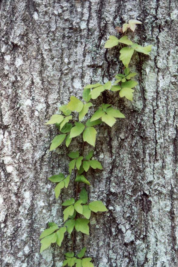 Pison Ivy_2,_Tallahassee,_200103.jpg