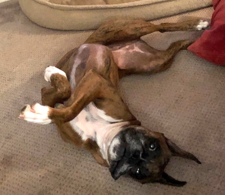 zelda_on_back copy.jpg