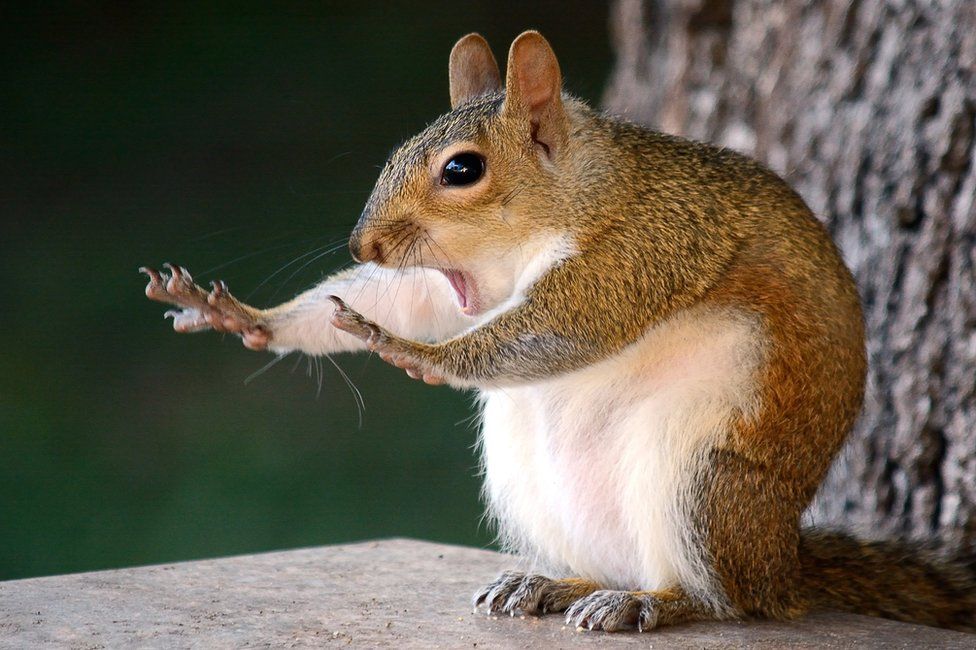 Shocked Squirrel.jpg