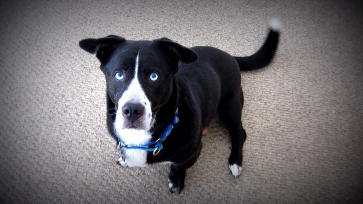 Sebastian - SanDiego.jpg