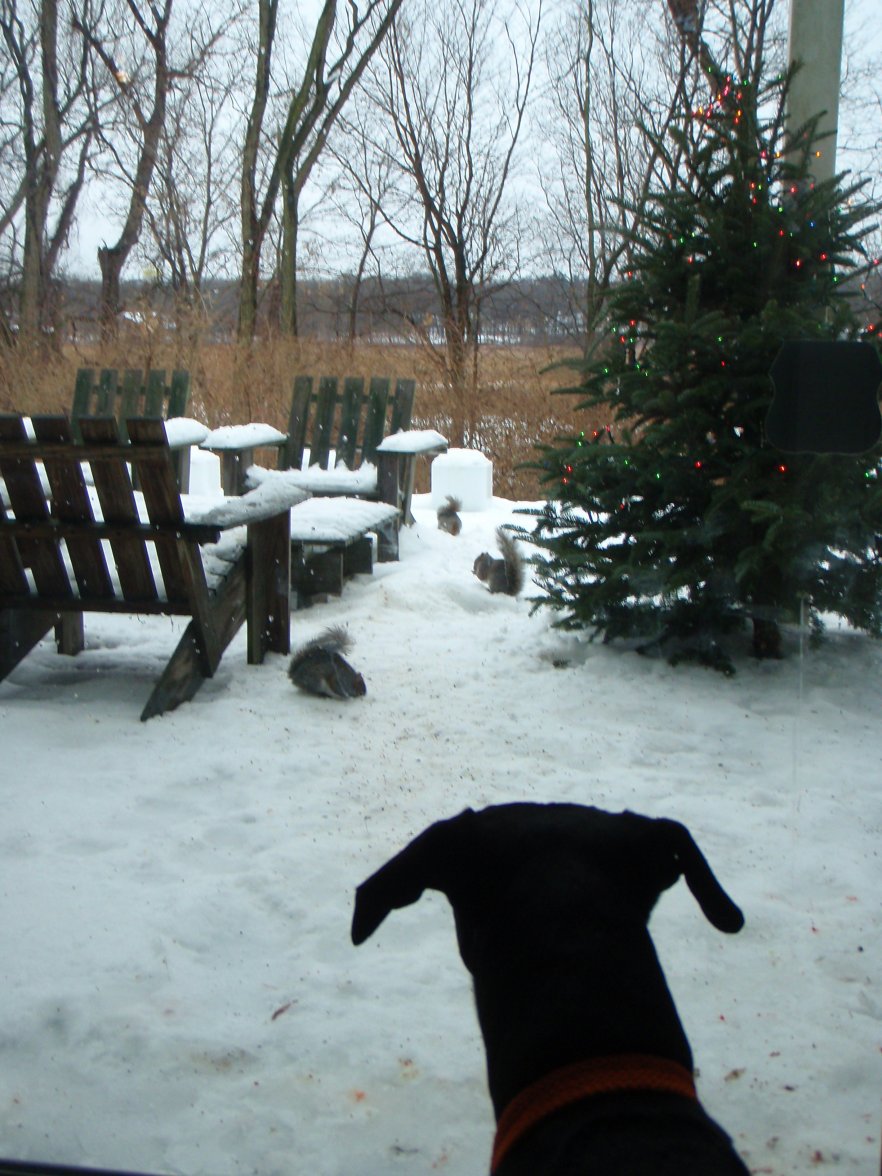 K&squirrel2 copy.jpg