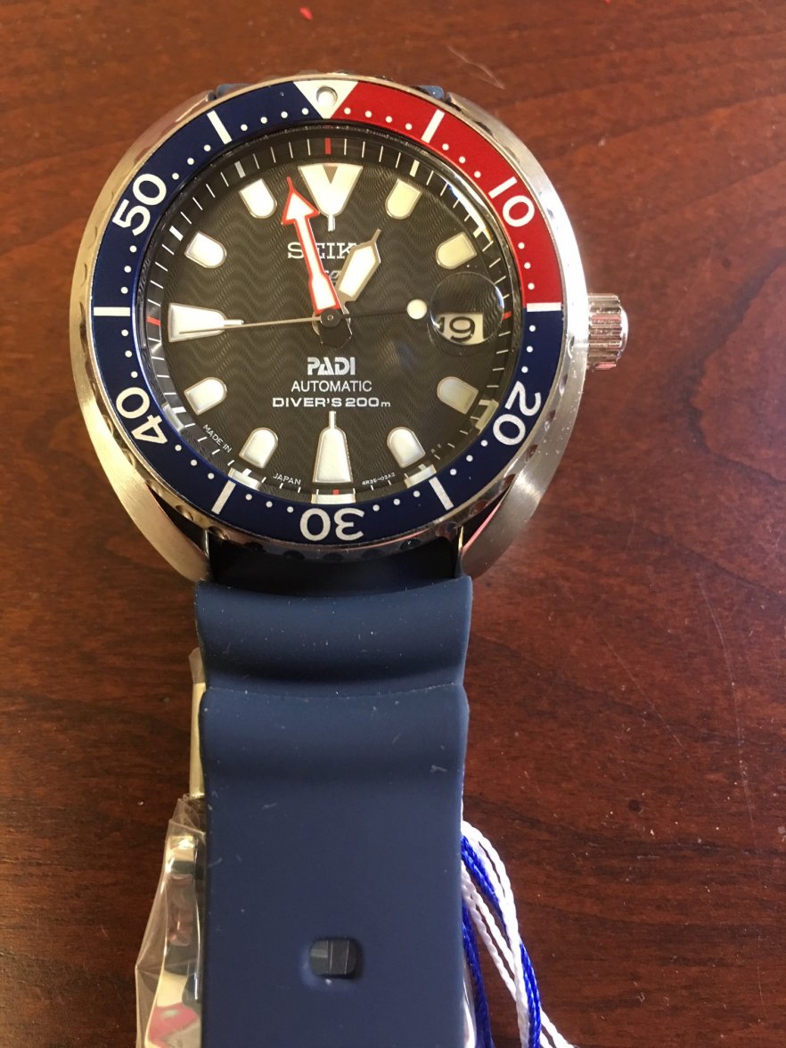 Mini Turtle PADI.JPG