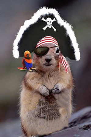 animal-clothes-pirate-squirrel--large-msg-125668277213.jpg