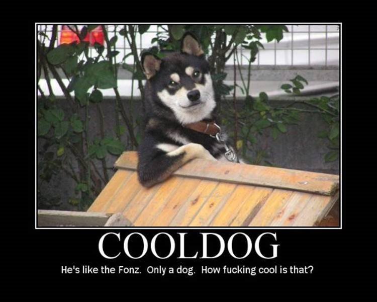 Cool Dog.jpg