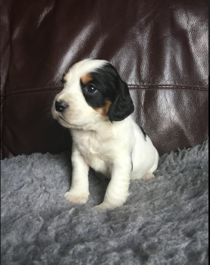 INCA 1 170419.PNG INCA 1 170419.PNG