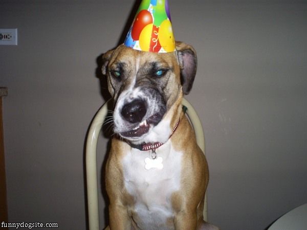 funny dog pictures - http---www.funnydogsite.com-.jpg