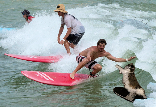 surf cat.jpg
