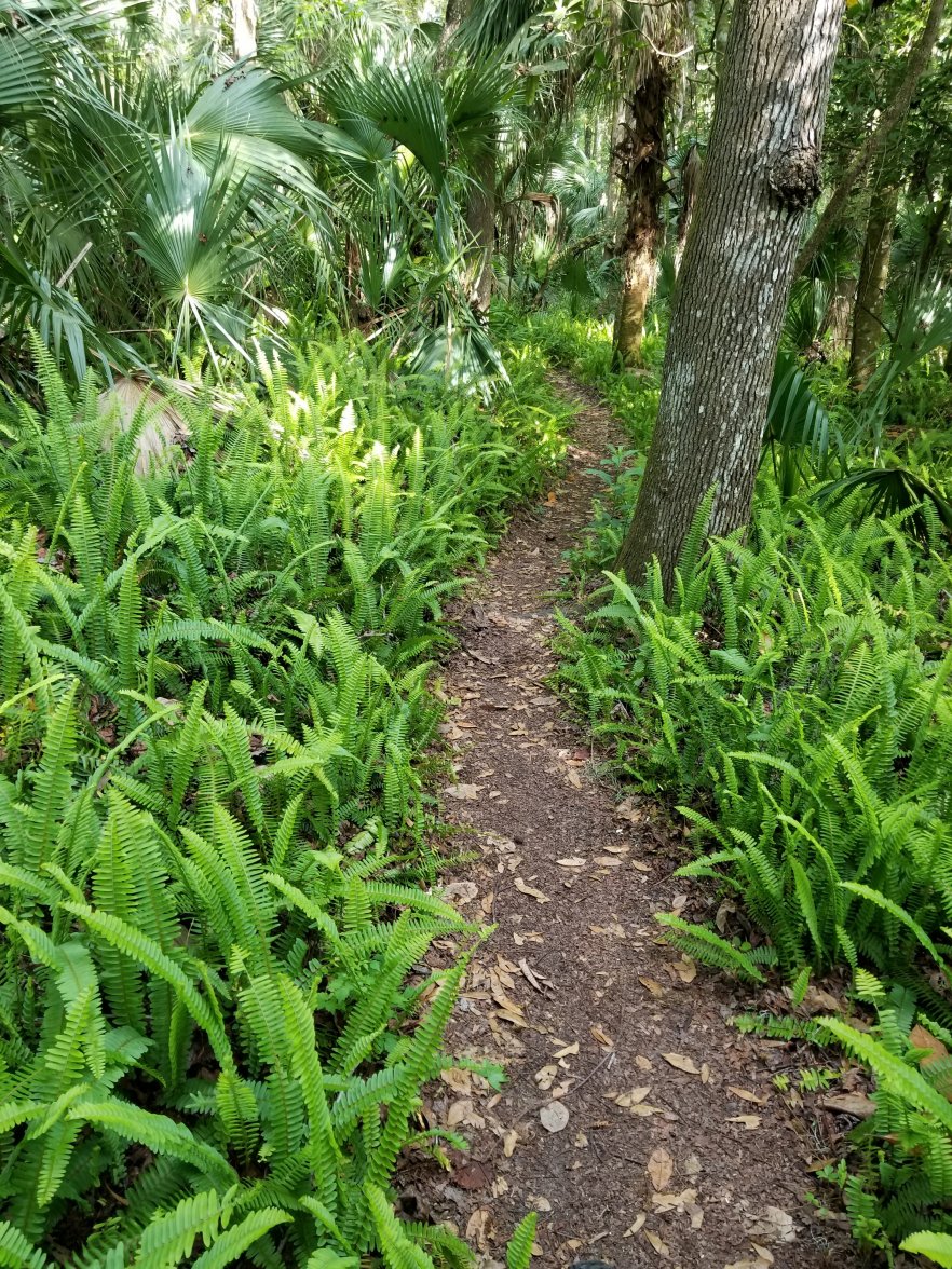 20190310_Red Panther 2.jpg