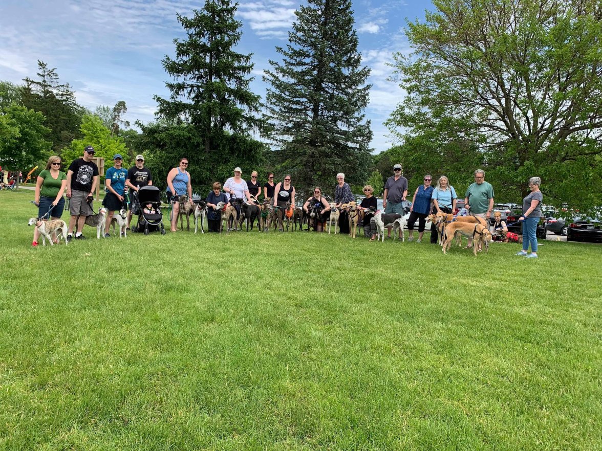 Greyhound walk1 - Copy.jpg